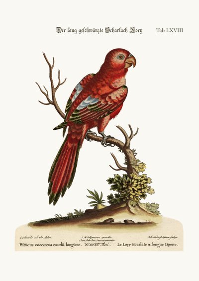 The Long-tailed Scarlet Lory, 1749-73 by George Edwards